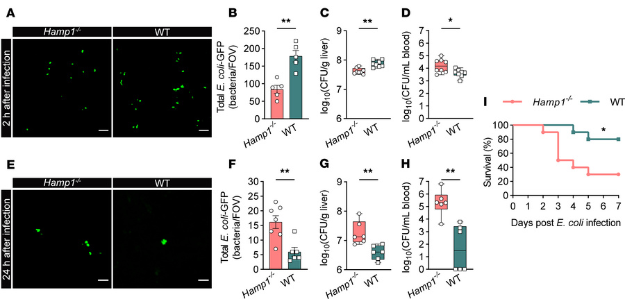 Hepcidin deficiency impairs hepatic immune defense against bloodstream b...