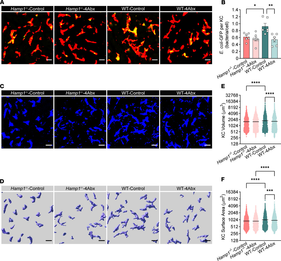 The gut microbiota mediates the malfunction of KC antibacterial defense ...