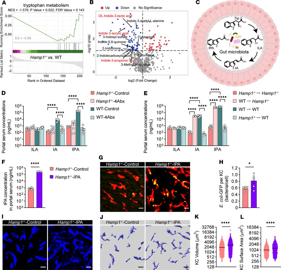 IPA supplementation restores hepatic immune defense against bloodstream ...