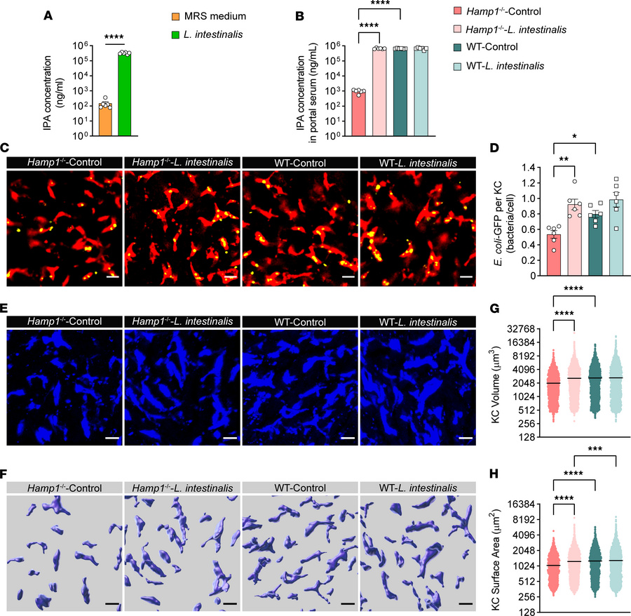 Colonization by IPA-producing L. intestinalis restores hepatic immune de...