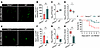 Hepcidin deficiency impairs hepatic immune defense against bloodstream bact