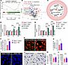 IPA supplementation restores hepatic immune defense against bloodstream bac