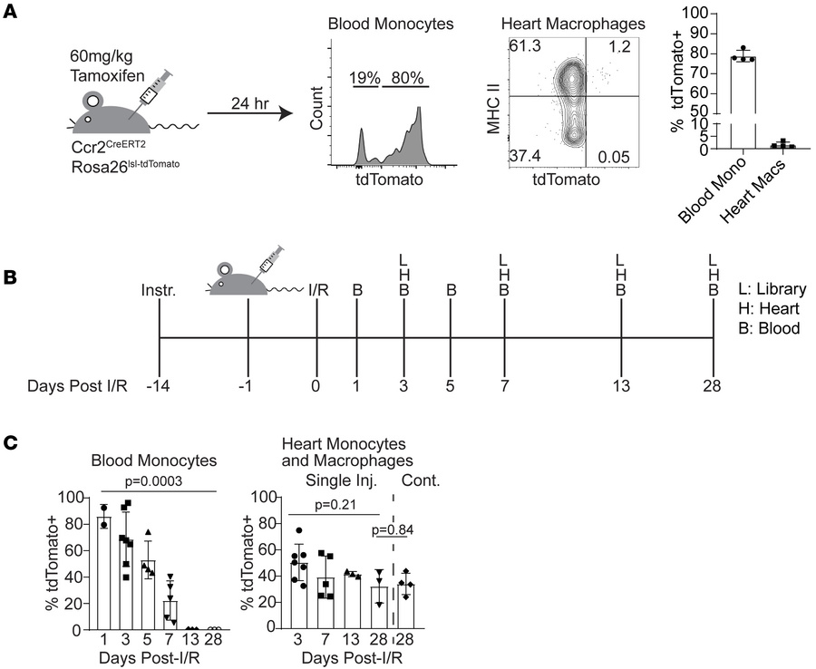 Recruited monocyte-derived populations persist in the heart after injury...