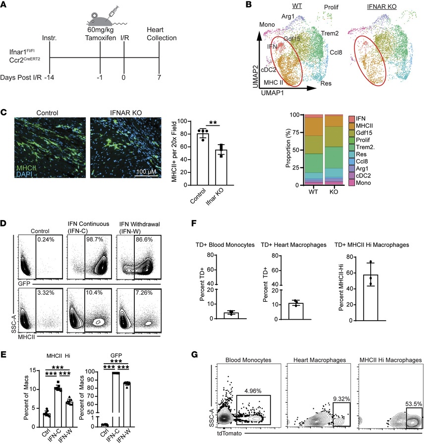 Type 1 IFN–activated macrophages give rise to MHCIIhi macrophages.
(A) E...
