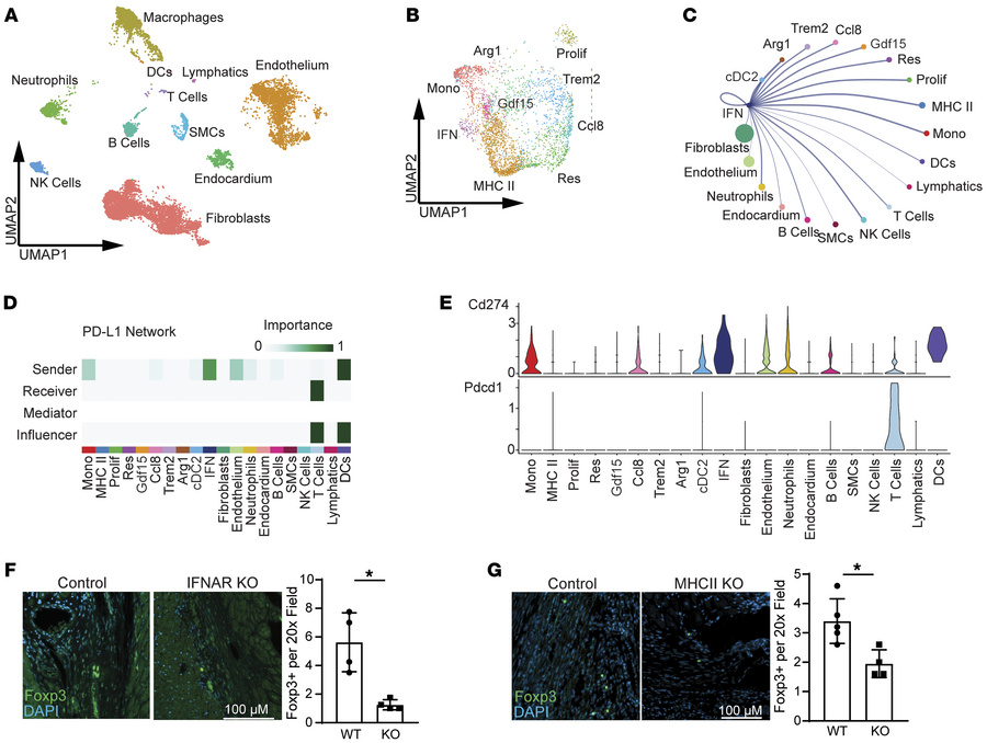 Type 1 IFN–activated macrophages promote Foxp3+ Treg development.
(A) UM...