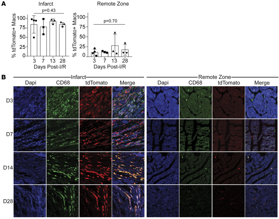 Recruited monocyte-derived populations are concentrated within the infar...