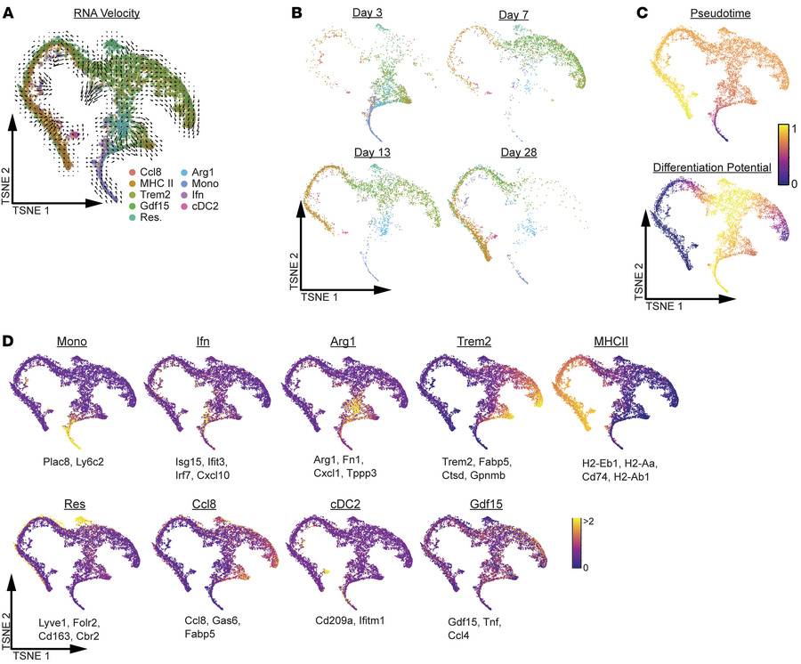 Monocyte-derived populations are temporally distinct.
(A and B) Palantir...
