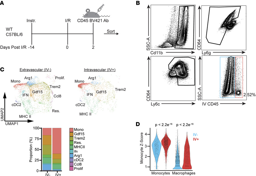 Monocyte fate specifications is initiated prior to myocardial infiltrati...