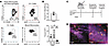 IFN is activated in recruited monocytes during extravasation.