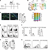 Type 1 IFN–activated macrophages give rise to MHCIIhi macrophages.