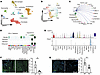 Type 1 IFN–activated macrophages promote Foxp3+ Treg development.