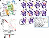 Recruited monocyte-derived populations are transcriptionally diverse.