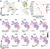Monocyte-derived populations are conserved between mice and humans.
