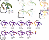 Monocyte-derived populations are temporally distinct.