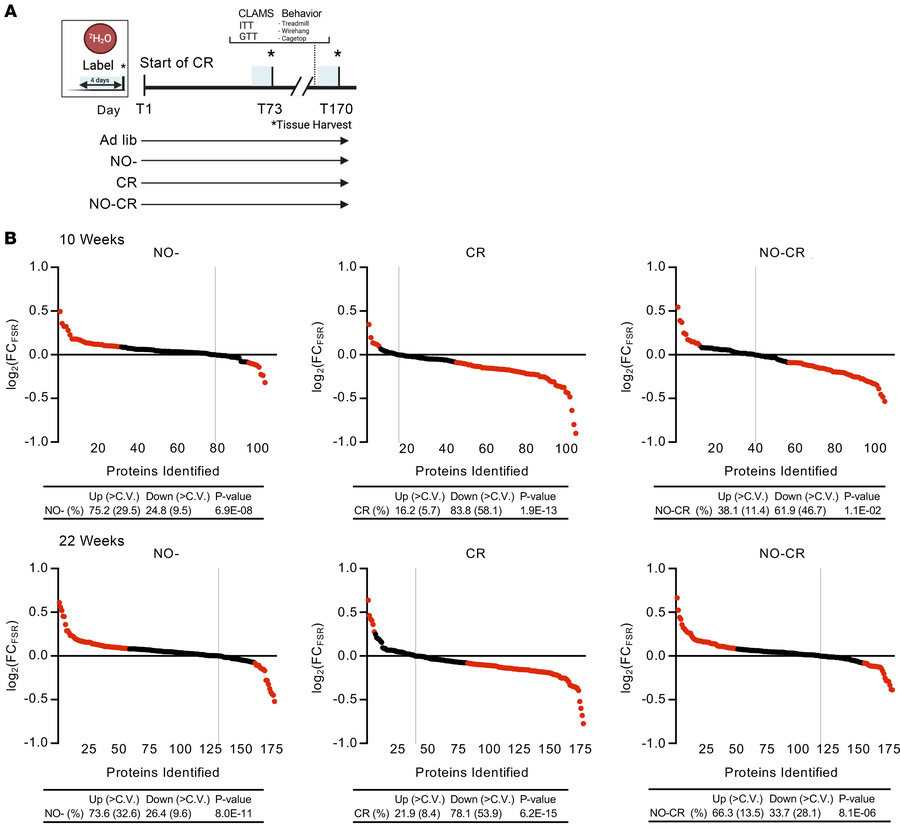Effects of iNOS KO and CR on hepatic proteome FSRs.
(A) Mouse experiment...