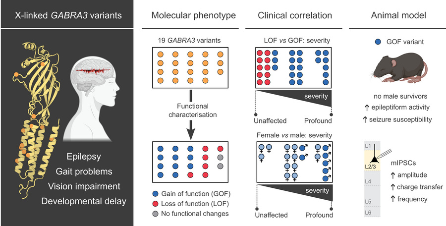 graphical abstract
