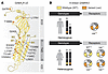 Presumed pathogenic variants of the X-linked GABRA3 gene.