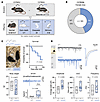 Phenotypic characterization of α3Q242L mice.