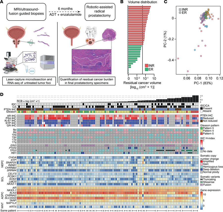 Integrated molecular landscape of prostate tumors prior to neoadjuvant-i...