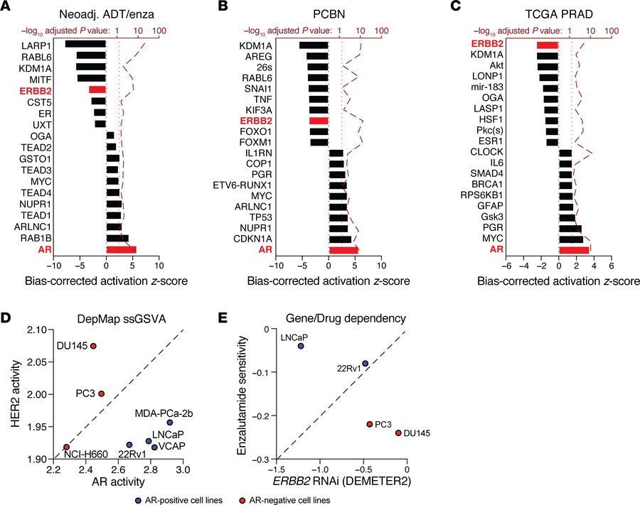 AR activity and HER2 activity maintain an inverse relationship in human ...