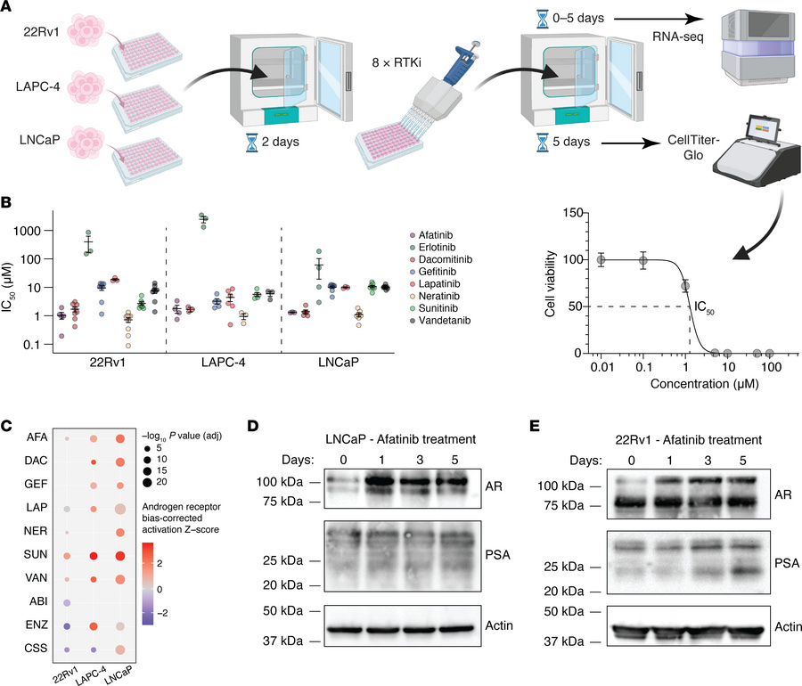 HER2 inhibition selects for PCa cells with greater AR activity.
(A) Sche...
