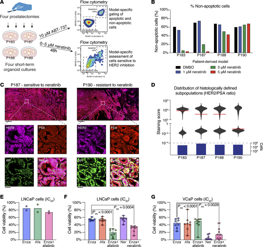 PCa cells expressing higher levels of HER2 are more sensitive to HER2 in...