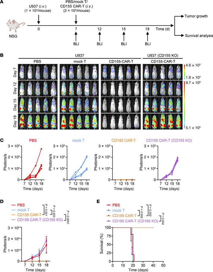 CD155 CAR-T cells exhibit potent antitumor efficacy against U937 in vivo...