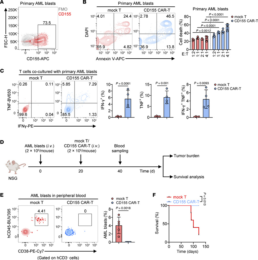 CD155 CAR-T cells efficiently lyse primary AML blasts in vitro and in vi...