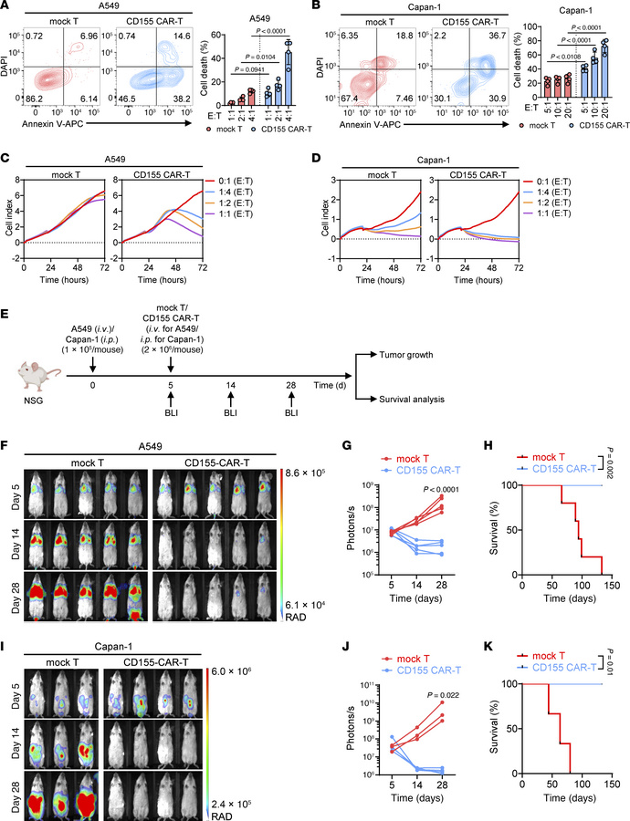 CD155 CAR-T cells show strong antitumor effects against solid tumors.
(A...