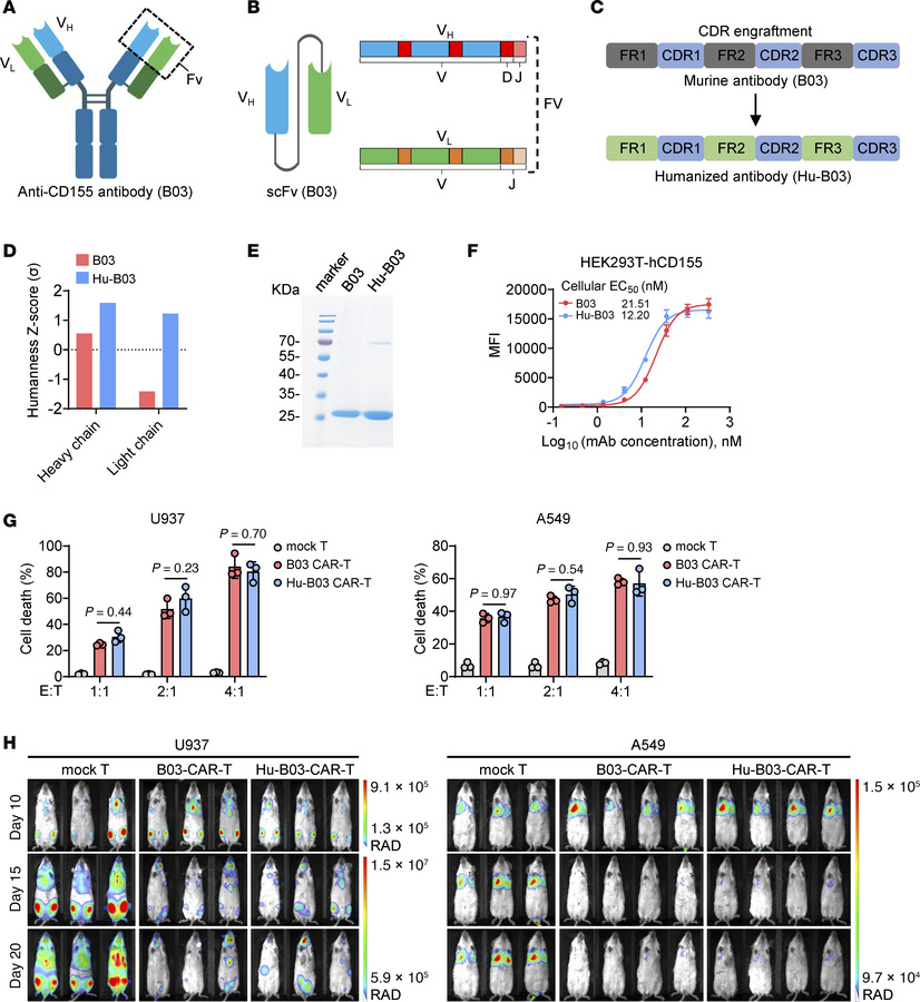 Generation and functional analysis of humanized CD155 CAR-T cells.
(A) S...