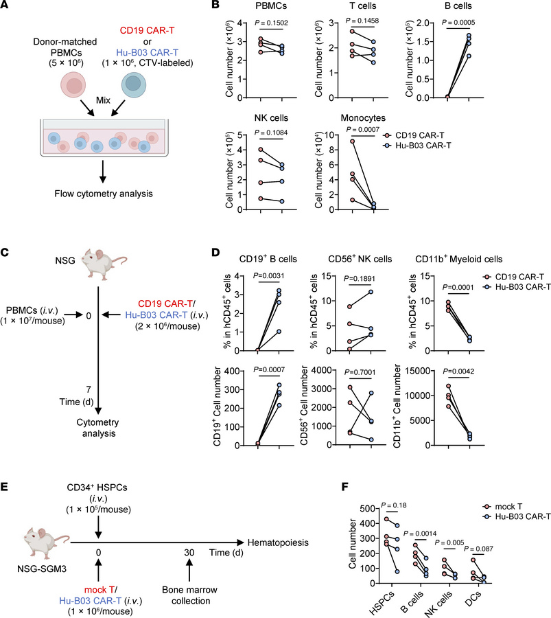 Hematopoietic safety assessment of humanized CD155 CAR-T cells.
(A) Sche...
