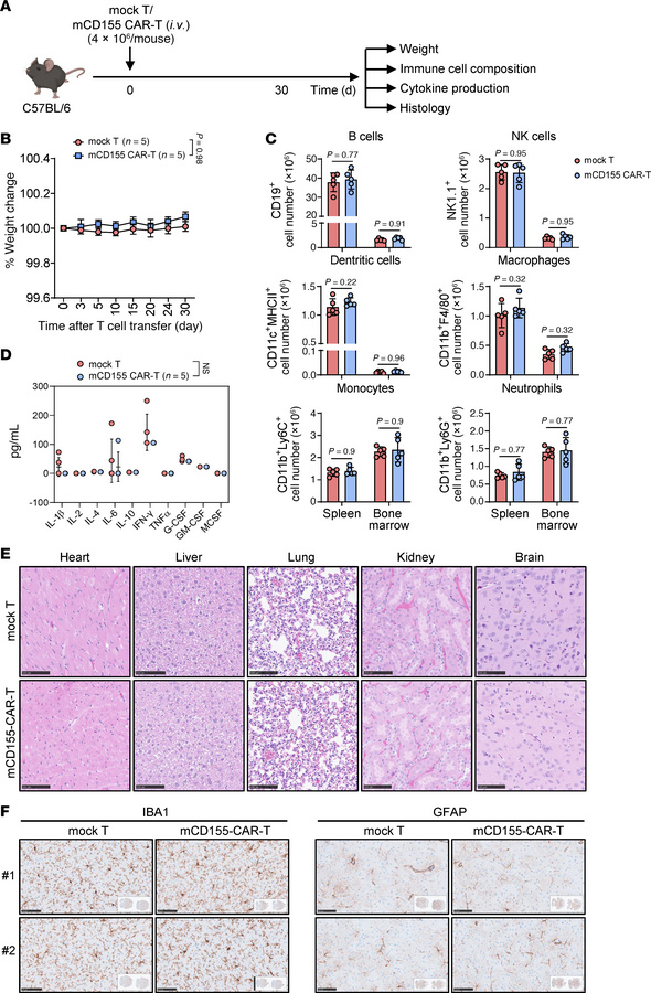 mCD155 CAR-T cells show a favorable systemic and neurotoxic safety profi...