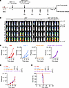 CD155 CAR-T cells exhibit potent antitumor efficacy against U937 in vivo.