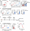 CD155 CAR-T cells efficiently lyse primary AML blasts in vitro and in vivo.