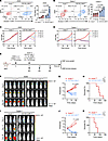 CD155 CAR-T cells show strong antitumor effects against solid tumors.