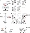 Hematopoietic safety assessment of humanized CD155 CAR-T cells.
