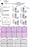 mCD155 CAR-T cells show a favorable systemic and neurotoxic safety profile