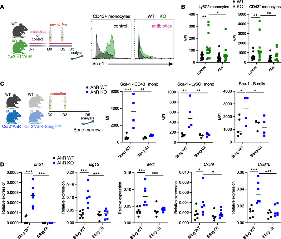 AhR dampens STING-mediated tonic microbiota sensing.
(A and B) Cx3cr1*Ah...
