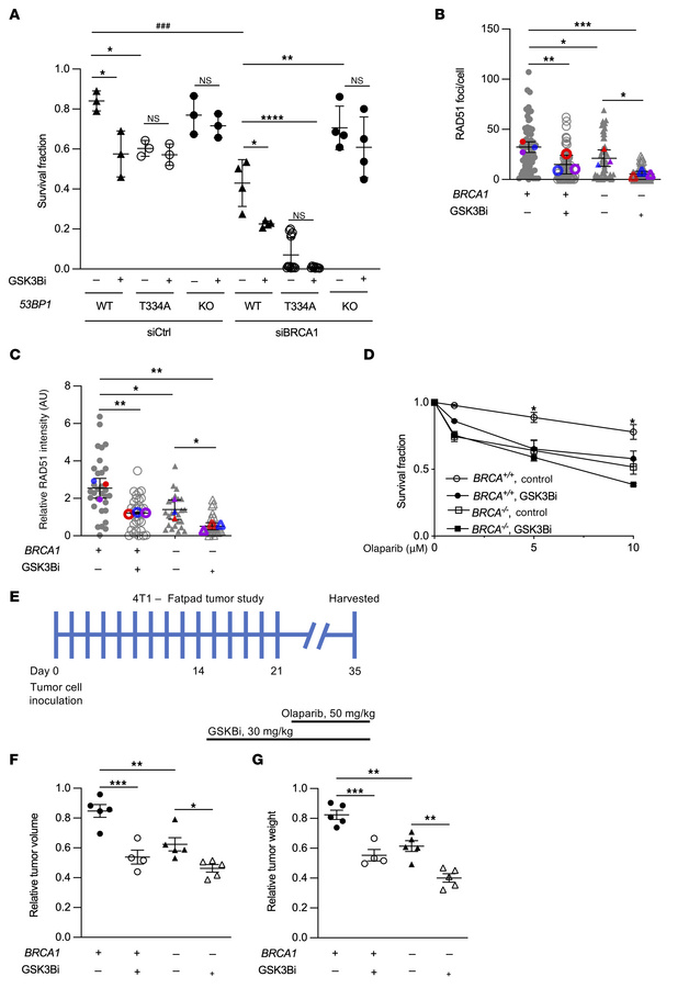 T334 phosphorylation of 53BP1 is critical for chromosomal HR efficiency ...