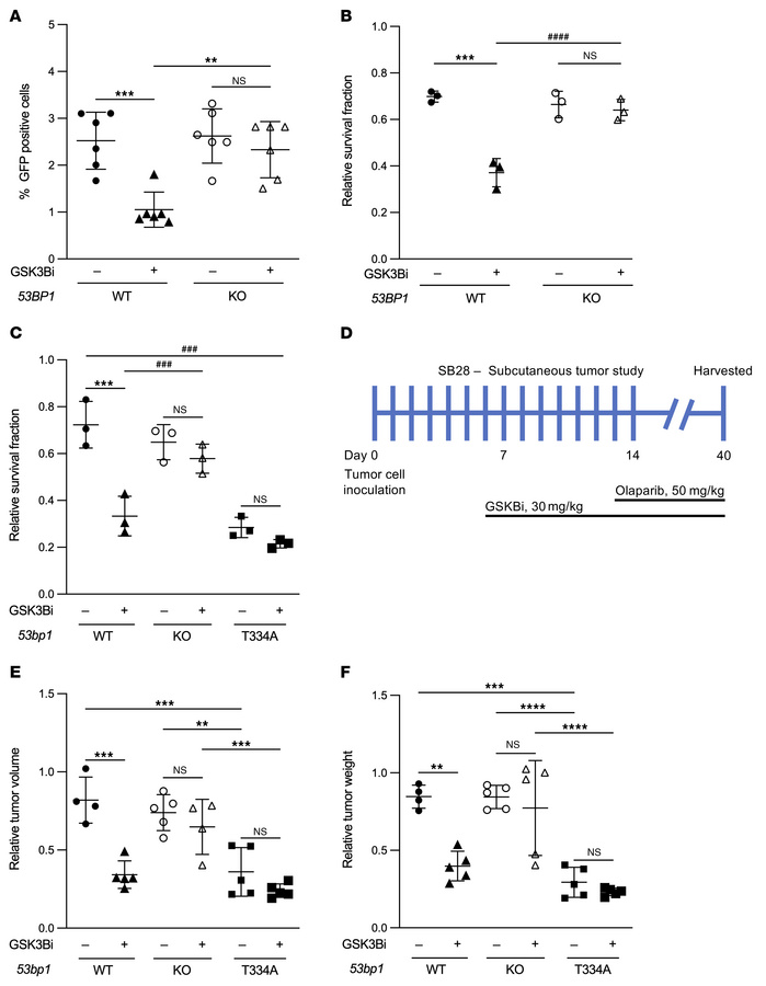 GSK3B inhibition-mediated sensitization to PARPi requires functional 53B...