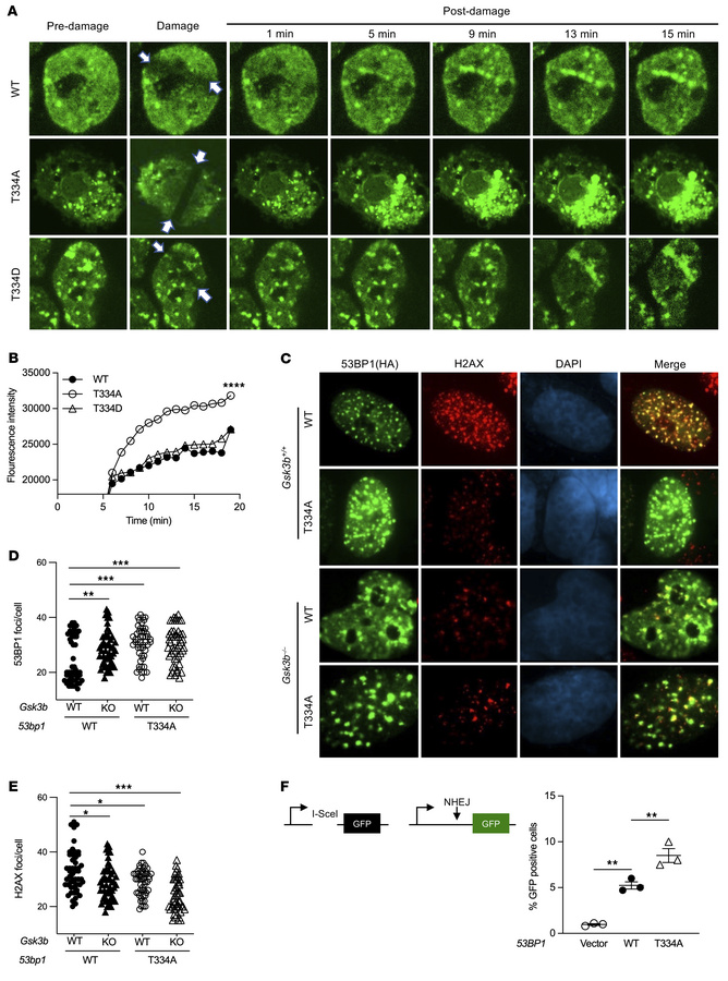 Effects of GSK3B-mediated phosphorylation at T334 on 53BP1 functions in ...