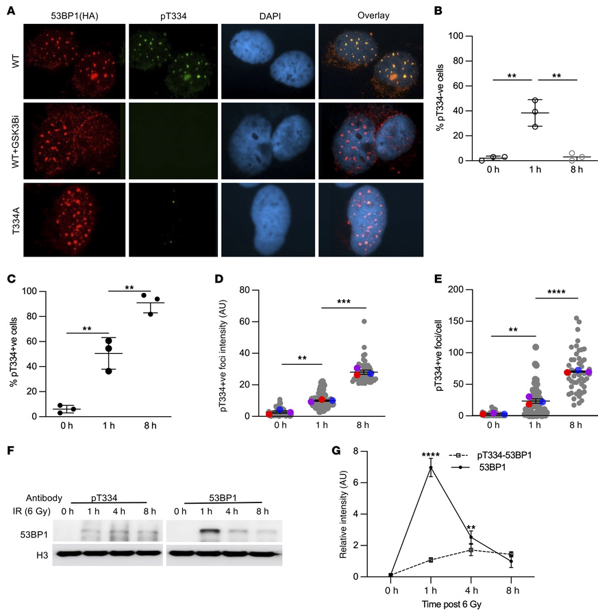Phosphorylation of 53BP1 at threonine 334 modulates its recruitment kine...