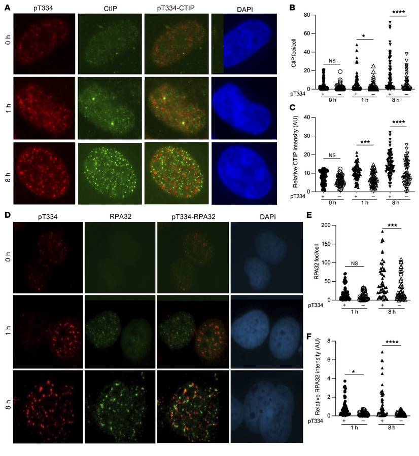 T334 phosphorylation of 53BP1 promotes HR repair of DSBs.
(A) Representa...
