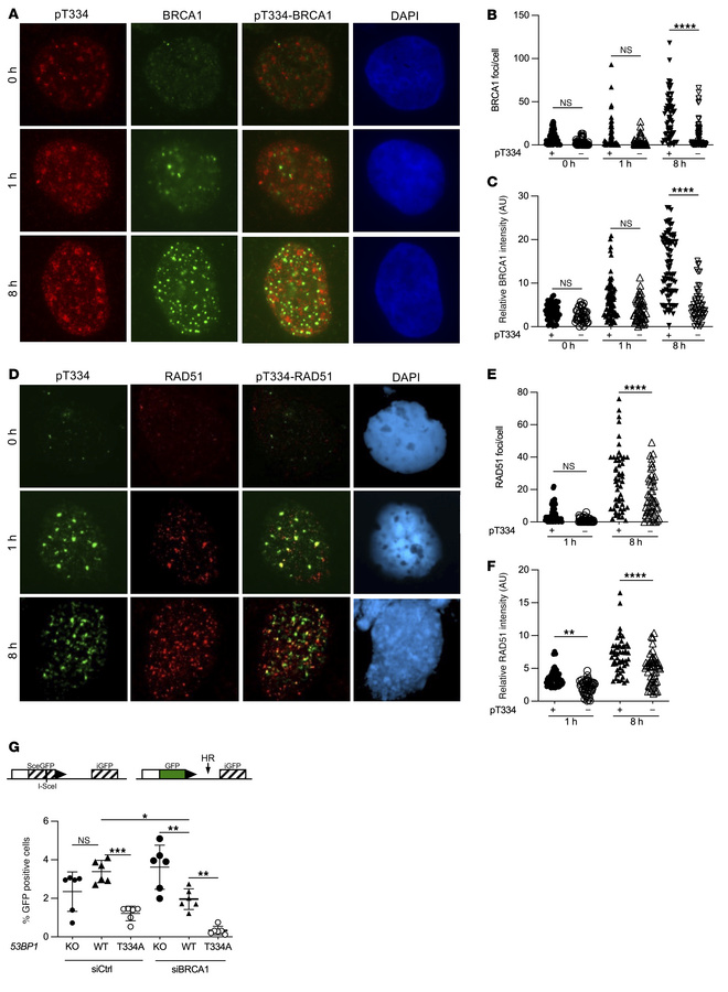 T334 phosphorylation of 53BP1 promotes HR repair of DSBs cont.
(A) Repre...