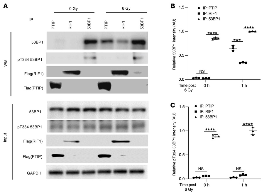 T334 phosphorylation modulates 53BP1 interaction with PTIP and RIF1 and ...