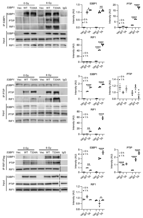 T334 phosphorylation modulates 53BP1 interaction with PTIP and RIF1 and ...