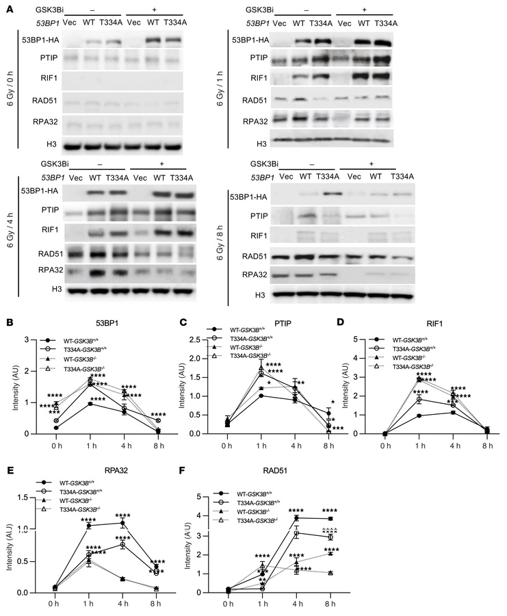 T334 phosphorylation modulates 53BP1 interaction with PTIP and RIF1 and ...