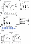 T334 phosphorylation of 53BP1 is critical for chromosomal HR efficiency and