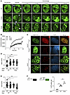 Effects of GSK3B-mediated phosphorylation at T334 on 53BP1 functions in non
