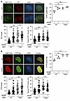 Effects of GSK3B-mediated phosphorylation at T334 on 53BP1 functions in NHE